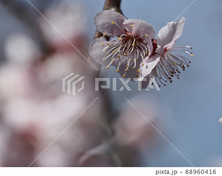 ピンク色の梅の花 紅冬至 梅 88960416