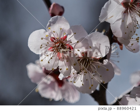 ピンク色の梅の花 紅冬至 梅 88960421