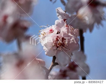 ピンク色の梅の花 紅冬至 梅 88960427