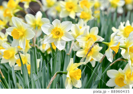 スイセン 88960435