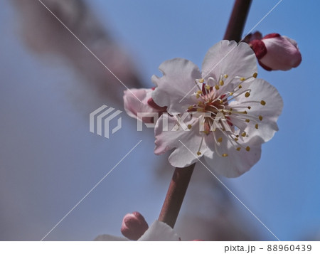 ピンク色の梅の花 紅冬至 梅 88960439