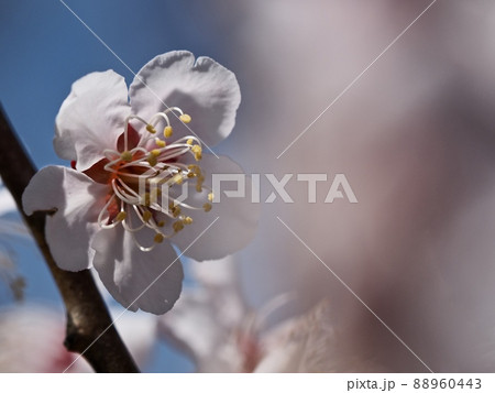 ピンク色の梅の花 紅冬至 梅 ピンク色の梅の花 紅冬至 梅 88960443