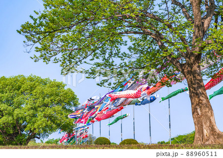 境川緑道公園、大空泳ぐこいのぼり〈岐阜県岐阜市〉 88960511
