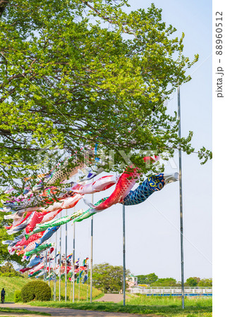 境川緑道公園、大空泳ぐこいのぼり〈岐阜県岐阜市〉 境川緑道公園、大空泳ぐこいのぼり〈岐阜県岐阜市〉 88960512