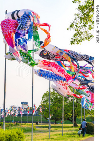 境川緑道公園、大空泳ぐこいのぼり〈岐阜県岐阜市〉 境川緑道公園、大空泳ぐこいのぼり〈岐阜県岐阜市〉 88960546