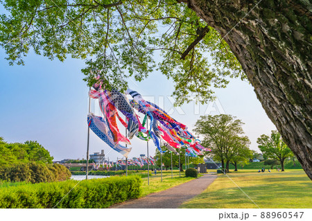 境川緑道公園、大空泳ぐこいのぼり〈岐阜県岐阜市〉 88960547