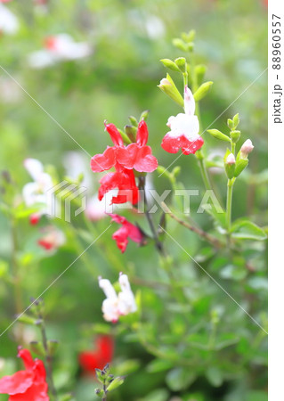 満開のチェリーセージ（赤と白のホットリップス） 88960557