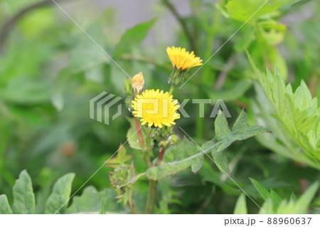 黄色い花をつけた野芥子（ノゲシ） 88960637