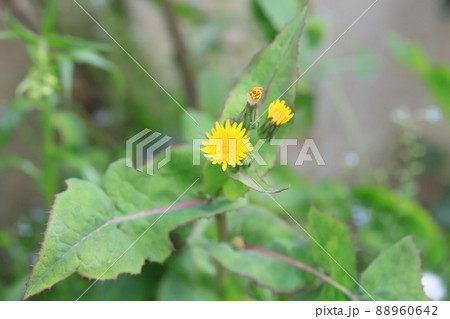 黄色い花をつけた野芥子（ノゲシ） 88960642