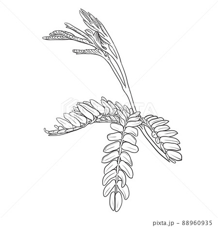 leucaena leucocephala draw 88960935