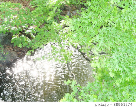 モミジと水の流れ 88961274