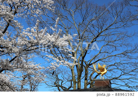 高岡古城公園の桜 高岡古城公園の桜 88961592