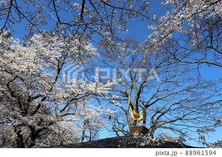 高岡古城公園の桜 高岡古城公園の桜 88961594