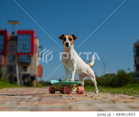 Jack russell terrier dog rides a penny board outdoors. Jack russell terrier dog rides a penny board outdoors. 88961805