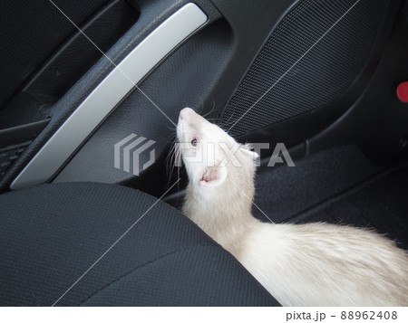 マロンとコペン 88962408