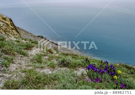Wild purple irises that grow in spring in the Caucasus mountains near the sea Wild purple irises that grow in spring in the Caucasus mountains near the sea 88962751