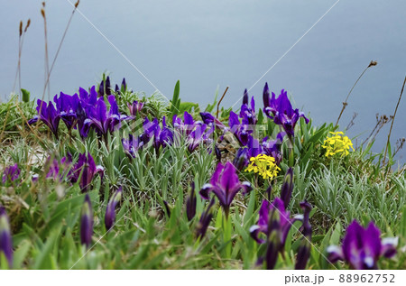 Wild purple and yellow irises that grow in spring in the Caucasus mountains near the sea Wild purple and yellow irises that grow in spring in the Caucasus mountains near the sea 88962752