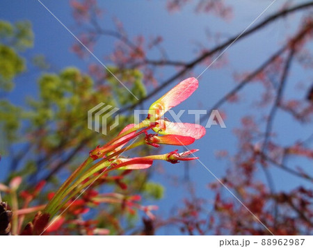 ハナノキの翼果・スローシンクロ 88962987