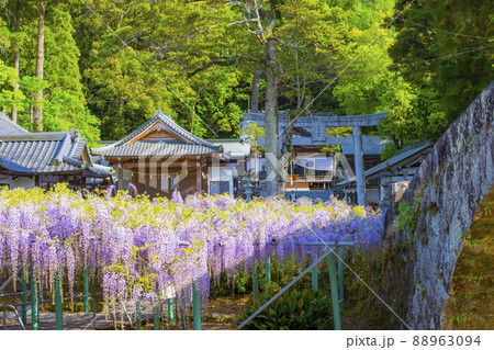 西寒多神社の藤 88963094