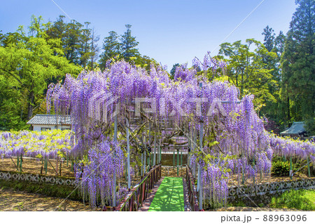西寒多神社の藤 西寒多神社の藤 88963096