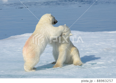 Two young wild polar bear cubs playing on pack ice in Arctic sea, north of Svalbard Two young wild polar bear cubs playing on pack ice in Arctic sea, north of Svalbard 88963257