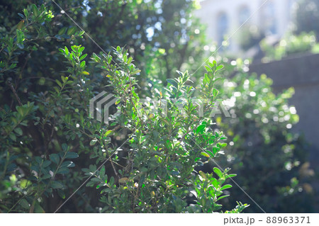 Green bush plants in sunlight in garden closeup Green bush plants in sunlight in garden closeup 88963371