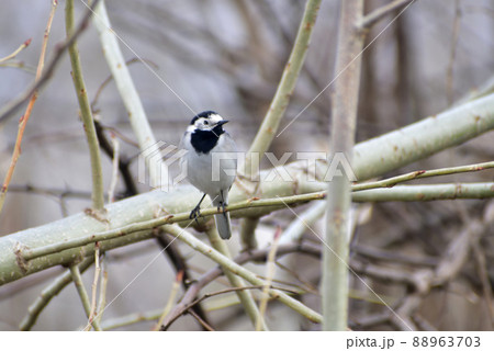 Gray wagtail on a tree branch sits. 88963703