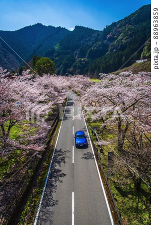 《奈良県》下北山スポーツ公園の桜 《奈良県》下北山スポーツ公園の桜 88963859