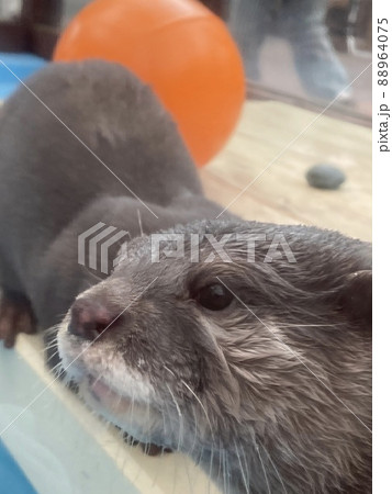 可愛いカワウソ　可愛い動物 88964075