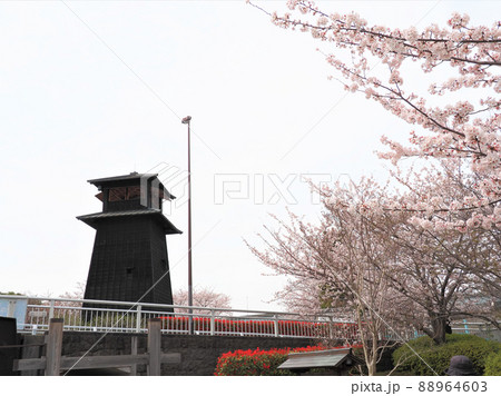 新川千本桜 江戸川区新川 新川千本桜 江戸川区新川 88964603