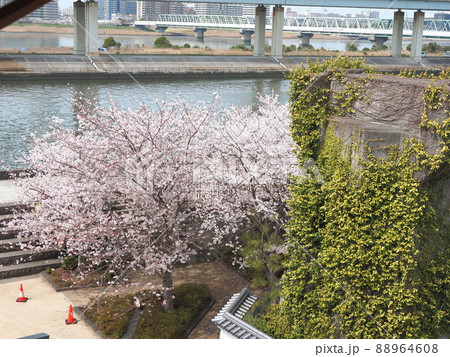 新川千本桜 江戸川区新川 新川千本桜 江戸川区新川 88964608