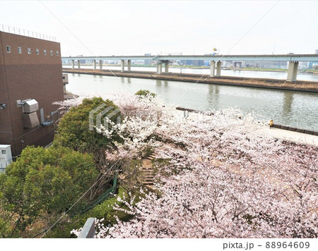 新川千本桜　江戸川区新川 88964609