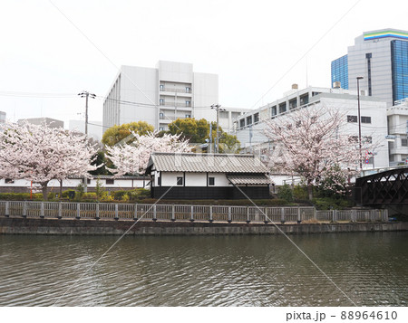 新川千本桜 江戸川区新川 新川千本桜 江戸川区新川 88964610