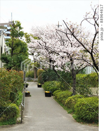 新川千本桜 江戸川区新川 新川千本桜 江戸川区新川 88964617