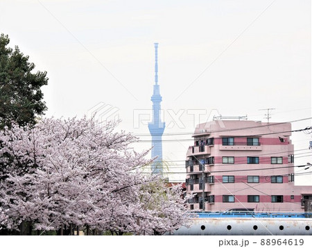 新川千本桜 江戸川区新川 新川千本桜 江戸川区新川 88964619