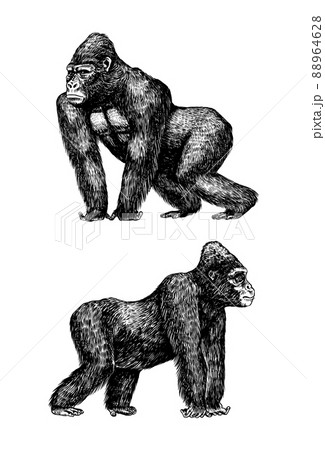 Western gorilla is crawling in vintage style.のイラスト