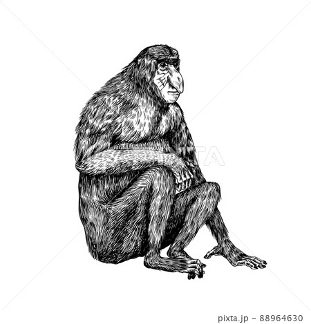 Proboscis monkey or long nosed animal in vintage style. Hand drawn engraved sketch in woodcut style Proboscis monkey or long nosed animal in vintage style. Hand drawn engraved sketch in woodcut style 88964630