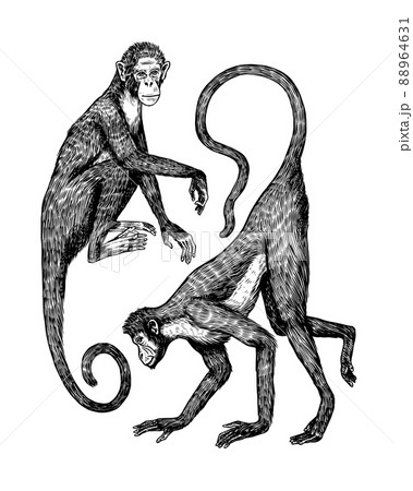 Colombian white faced capuchin or Rhesus macaque. Monkey in vintage style. Hand drawn engraved Colombian white faced capuchin or Rhesus macaque. Monkey in vintage style. Hand drawn engraved 88964631
