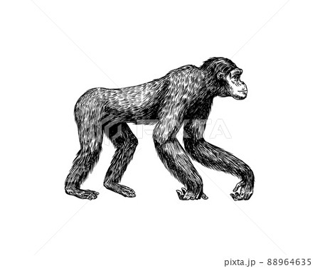 Bonobo or chimpanzee in vintage style. Giant monkey. Hand drawn engraved sketch in woodcut style. Bonobo or chimpanzee in vintage style. Giant monkey. Hand drawn engraved sketch in woodcut style. 88964635