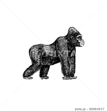 Western gorilla is crawling in vintage style. Giant monkey. Hand drawn engraved sketch in woodcut Western gorilla is crawling in vintage style. Giant monkey. Hand drawn engraved sketch in woodcut 88964637