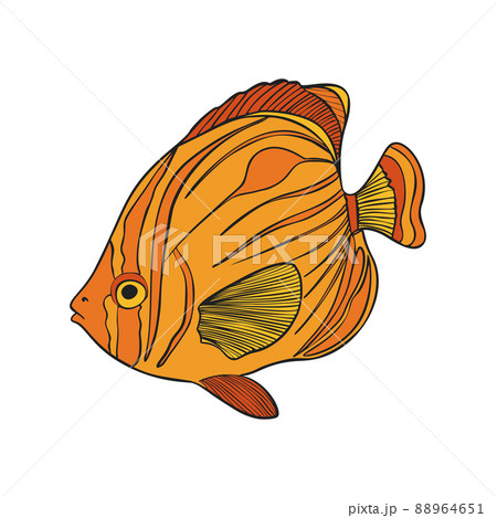 Hand drawn Reef Tropical Fishes. Sea and Ocean Animals Vector Clop art. Hand drawn Reef Tropical Fishes. Sea and Ocean Animals Vector Clop art. 88964651
