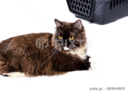 beautiful Scottish Highland brown cat lies near a cat carrier for carrying animals, isolated image beautiful Scottish Highland brown cat lies near a cat carrier for carrying animals, isolated image 88964969