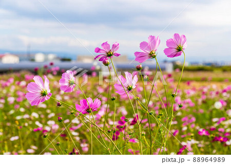 《奈良県》秋空とコスモス 88964989