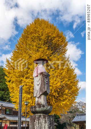 《兵庫県》宇土観音の大イチョウ 88965207