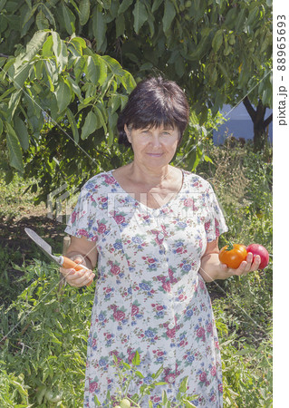 Growing beautiful large tomatoes. Growing beautiful large tomatoes. 88965693