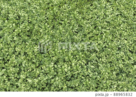 Background of small green leaves. Background of small green leaves. 88965832