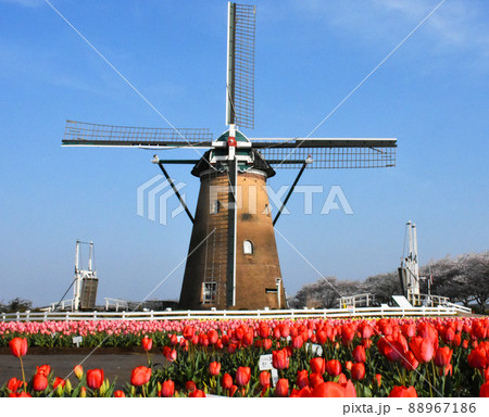 佐倉ふるさと広場で開催 第34回 佐倉チューリップフェスタ 佐倉ふるさと広場で開催 第34回 佐倉チューリップフェスタ 88967186