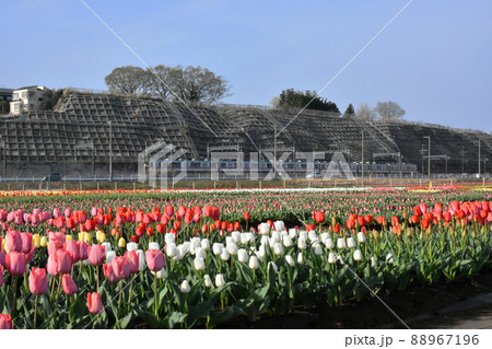 佐倉ふるさと広場で開催 第34回 佐倉チューリップフェスタ 佐倉ふるさと広場で開催 第34回 佐倉チューリップフェスタ 88967196