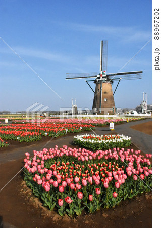 佐倉ふるさと広場で開催 第34回 佐倉チューリップフェスタ 佐倉ふるさと広場で開催 第34回 佐倉チューリップフェスタ 88967202