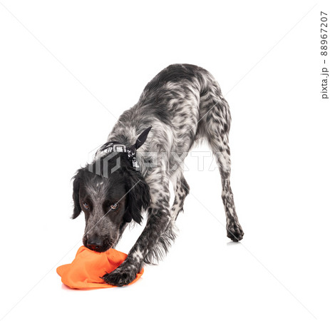 Young black and white Brittany spaniel with a hunting cap 88967207